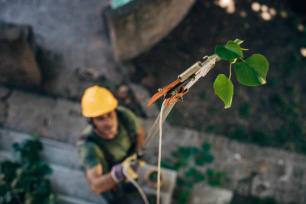 How Our Tree Care Process Works  in Roslyn Heights, NY